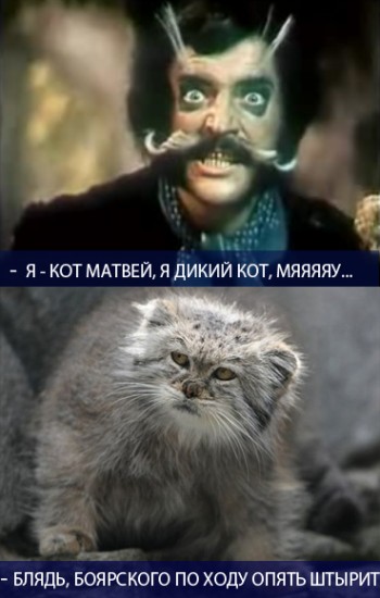 Матвей кот