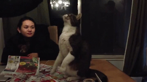 1431848070_1558576613_yapfiles.ru