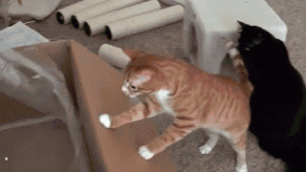 Cat+logic_830995_5547823