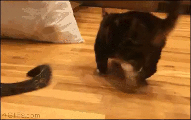 cattale