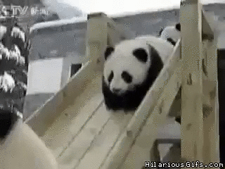 pandas