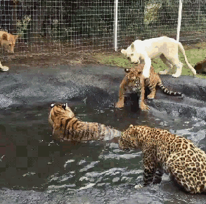 -тигр-живность-2154144