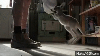 gifs_04