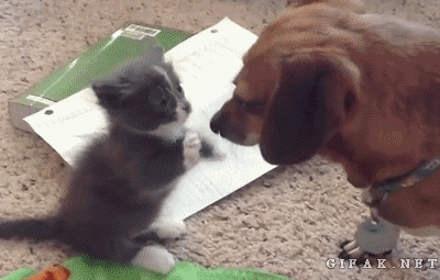 gifs_10