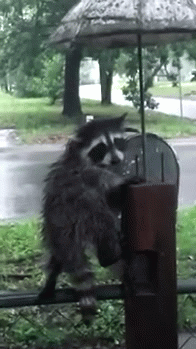 gifs_12