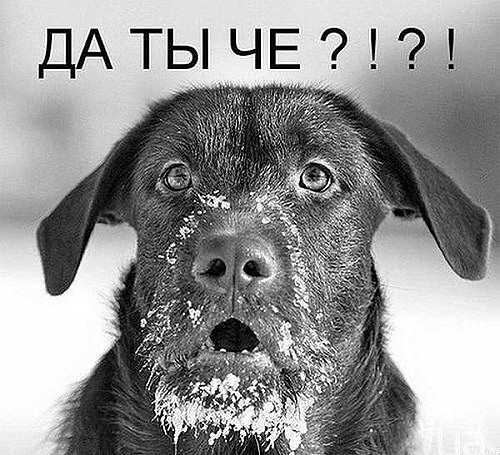 собакен