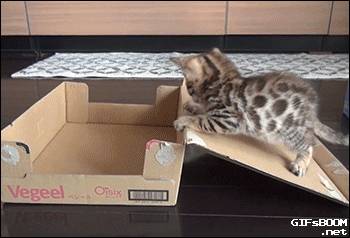 tumblr_np9lkb7m3X1t95h1uo1_400