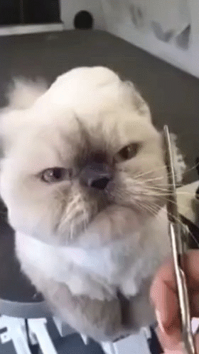 9c7003ff7415101032a2fc65dcb