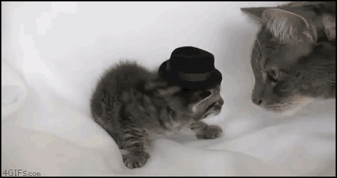 catgif_03