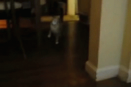 gifs_25 (2)