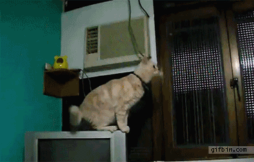 catgif_04