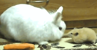_01_hamster.gif