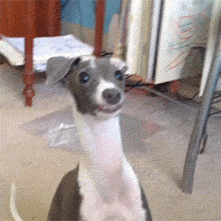 gifs_02