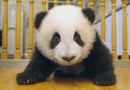 panda_medved17