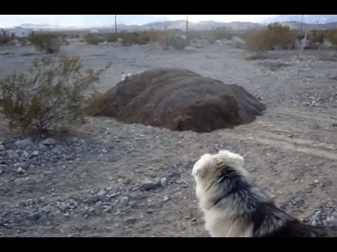 -живность-тигр-гифки-2241724