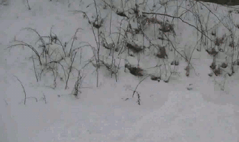 daily_gifdump_860_19