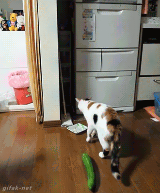 -котэ-огурец-испуг-2244759