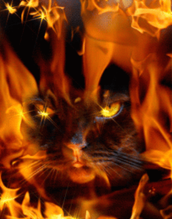 котик