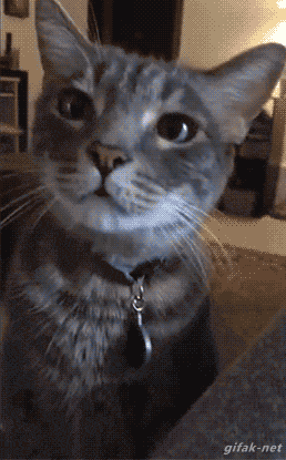 -котэ-мороженка-2255933