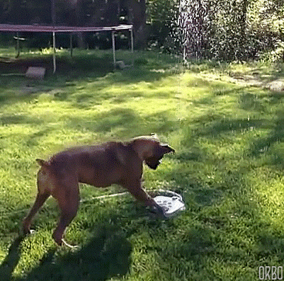 gifs_25
