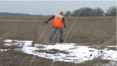 -живность-лук-гифки-2246058