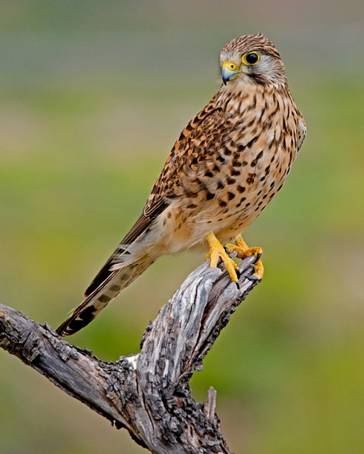 pustelga