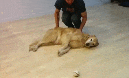 dog_ball