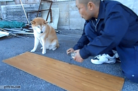 dog_pomoshnik