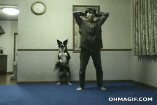 dog_prisel