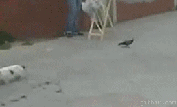 giphygif