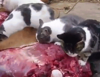 Коты едят мясо