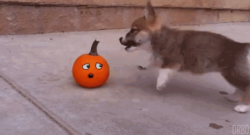 gifs_09 (3)