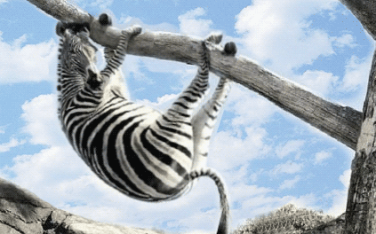Зебра качается
