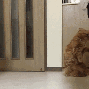 -котэ-живность-2298428