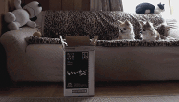 Cat fail1