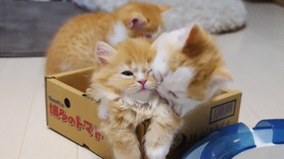 Котейка 2