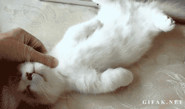 Котейка 5
