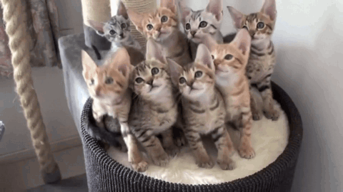 Котейка 8