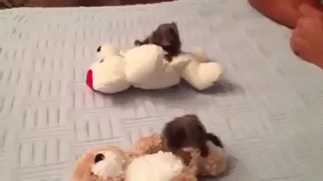 маленькие обезьянки