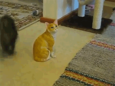 Кошка