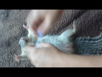 gifs_24