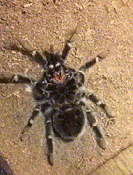 Линька паука