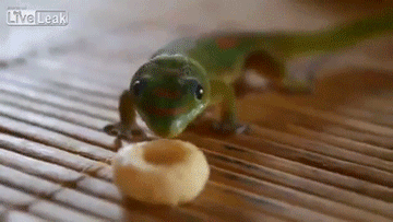 animal-gif-5
