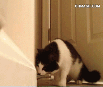 catscaredofthedoorstopsound