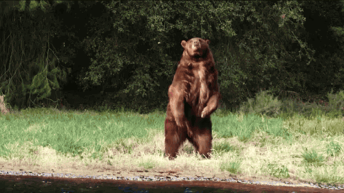 Медведь сиски