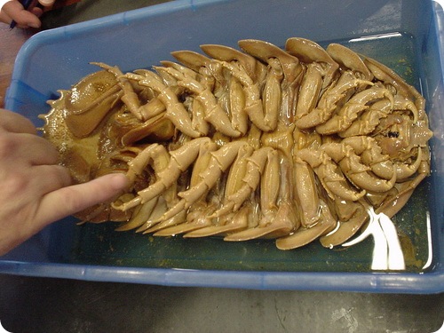isopod-04