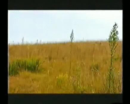 куда