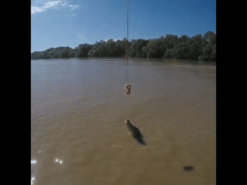 Крокодил летает