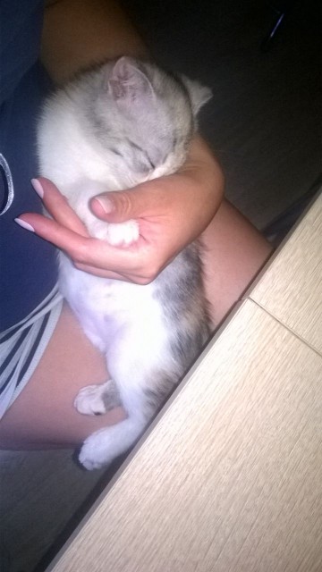 спим