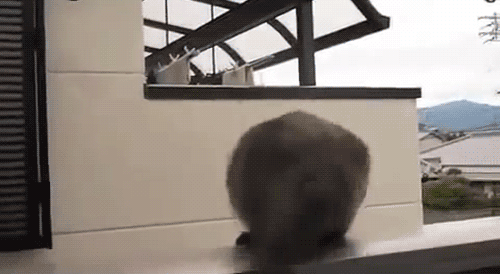 sailcat